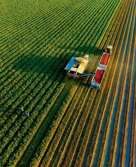 Farmer inspecting crops
